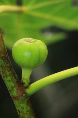 İncir ağacındaki organik ve taze yeşil incir, Hindistan 'daki egzotik tropikal meyve bahçesi veya meyve bahçesi, vitamin zengini meyve ve sebze.