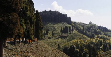 yemyeşil himalaya dağ etekleri ve Darjeeling çay bahçesi, ünlü Darjeeling çayı, Himalaya dağ köyü Batı Bengal, Hindistan