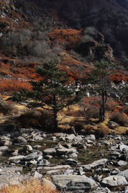 Doğu Sikkim 'deki Alp Ormanı' ndan akan güzel dağ deresi uzak Himalaya Dağları, Hindistan 'da maceralar. 