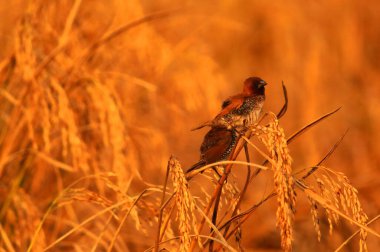 beautiful scaly breasted munia or spice finch or nutmeg mannikin (lonchura punctulata) in paddy field, countryside of west bengal in india clipart