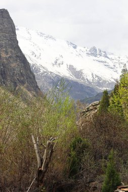 Lahaul Vadisi 'nin vahşi doğası, karla kaplı Himalaya dağları ve dağ ormanlarının manzarası, lahaul ve spiti, himachal pradesh, Hindistan 