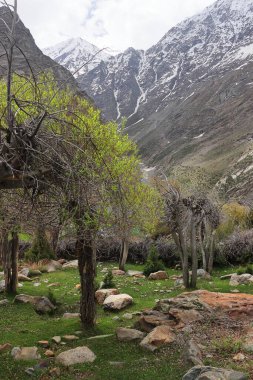 Lahaul Vadisi 'nin vahşi doğası, karla kaplı Himalaya dağları ve dağ ormanlarının manzarası, lahaul ve spiti, himachal pradesh, Hindistan 