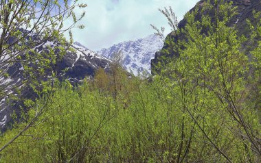 Lahaul Vadisi 'nin vahşi doğası, karla kaplı Himalaya dağları ve dağ ormanlarının manzarası, lahaul ve spiti, himachal pradesh, Hindistan 