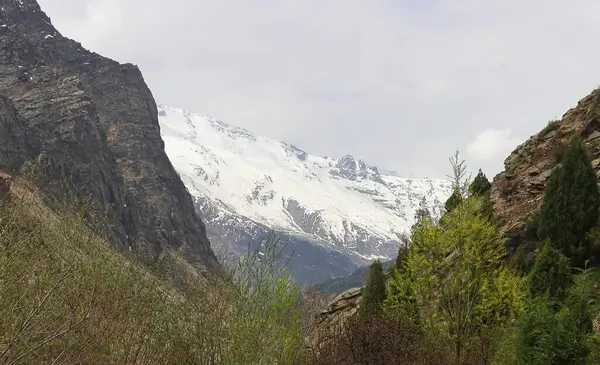 Lahaul Vadisi 'nin vahşi doğası, karla kaplı Himalaya dağları ve dağ ormanlarının manzarası, lahaul ve spiti, himachal pradesh, Hindistan 