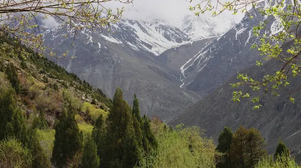 Lahaul Vadisi 'nin vahşi doğası, karla kaplı Himalaya dağları ve dağ ormanlarının manzarası, lahaul ve spiti, himachal pradesh, Hindistan 