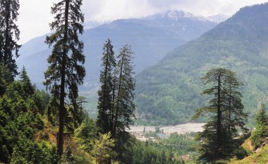 Sisli ve bulutlu yemyeşil orman ve Himalaya dağlarının eteklerinden Kullu Bölgesi 'ndeki Manali tepesi manzarası, Himachal Pradesh, Hindistan