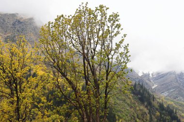 Hindistan 'ın başkenti Himachal Pradesh' te bulunan Kkullu Bölgesi 'ndeki Manali Tepesi İstasyonu' ndaki atal tünelin yakınındaki karlı Himalayaların vahşi ve manzaralı dağ güzelliği.