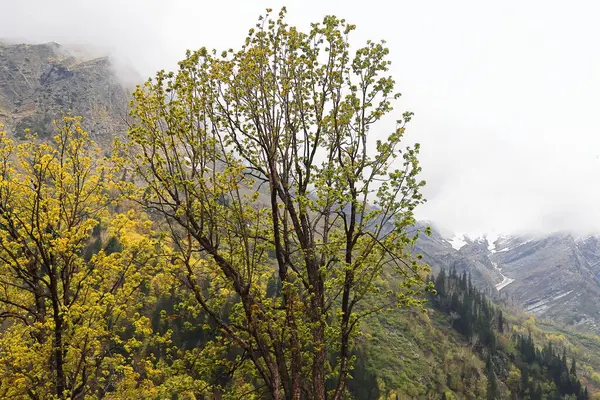 Hindistan 'ın başkenti Himachal Pradesh' te bulunan Kkullu Bölgesi 'ndeki Manali Tepesi İstasyonu' ndaki atal tünelin yakınındaki karlı Himalayaların vahşi ve manzaralı dağ güzelliği.