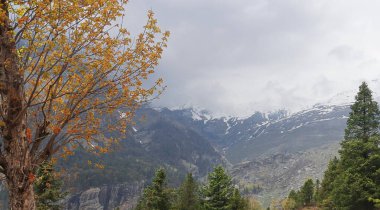 Himalayalar 'da sonbahar mevsimi manzarası, karla kaplı himalaya dağları ve sonbaharda vahşi ormanlar, lahaul ve spiti, himachal pradesh, Hindistan