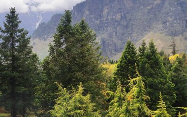 Manzaralı dağ manzarası ve Himalaya dağlarının yamacındaki ebedi yeşil kozalaklı orman gulaba manzarası, Manali in himachal pradesh, Hindistan