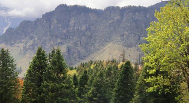 Manzaralı dağ manzarası ve Himalaya dağlarının yamacındaki ebedi yeşil kozalaklı orman gulaba manzarası, Manali in himachal pradesh, Hindistan