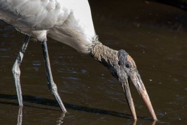 Wood Stork, (Mycteria americana) in Florida, USA - image