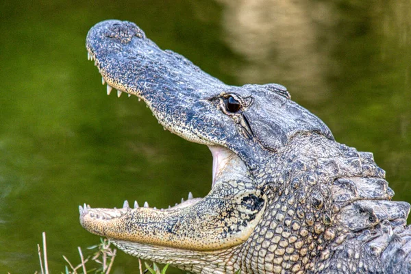 American Alligator Florida Usa Imagen Imágenes de stock libres de derechos
