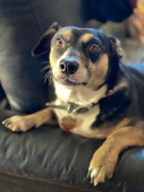 Black dog lying on a couch - image