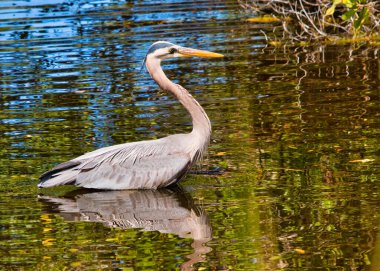 Blue Heron, Florida, ABD - görüntü