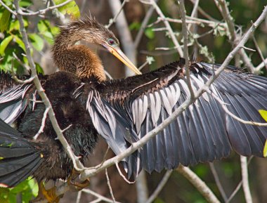 Kanatları kurusun diye açılmış Anmeninga Yılan Kuşu. Florida, ABD - görüntü