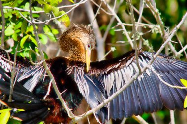 Kanatları kurusun diye açılmış Anmeninga Yılan Kuşu. Florida, ABD - görüntü