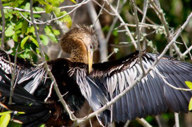 Kanatları kurusun diye açılmış Anmeninga Yılan Kuşu. Florida, ABD - görüntü