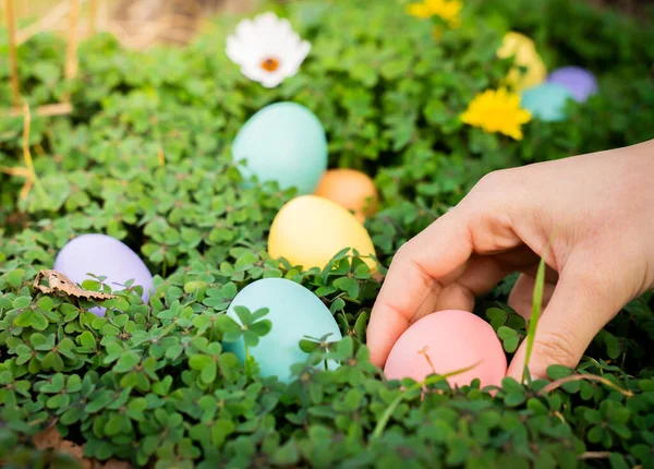 Easter egg, hand collecting colored eggs on plants.