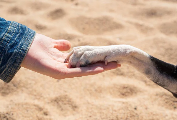 Human and dog shaking hands. Concept Love Animals.