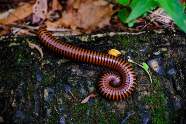 Rutubetli, yosun kaplı bir yüzeyde kırkayak. Kırkayak siyah çizgili kahverengi renktedir ve muhtemelen rahatsız edildiği için ya da doğal dinlenme pozisyonu olarak kıvrılmıştır. Kırkayağın etrafındaki yapraklar ve küçük bitkiler bir orman ya da garı işaret ediyor.