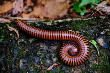 Rutubetli, yosun kaplı bir yüzeyde kırkayak. Kırkayak siyah çizgili kahverengi renktedir ve muhtemelen rahatsız edildiği için ya da doğal dinlenme pozisyonu olarak kıvrılmıştır. Kırkayağın etrafındaki yapraklar ve küçük bitkiler bir orman ya da garı işaret ediyor.