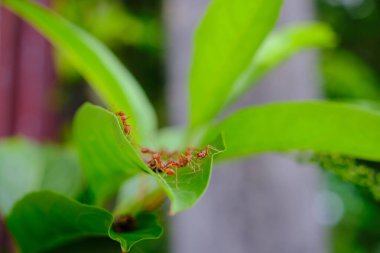 Bir grup karınca yeşil bir yaprak üzerinde birlikte çalışıyor.