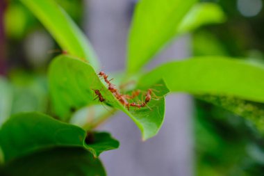Bir grup karınca yeşil bir yaprak üzerinde birlikte çalışıyor.