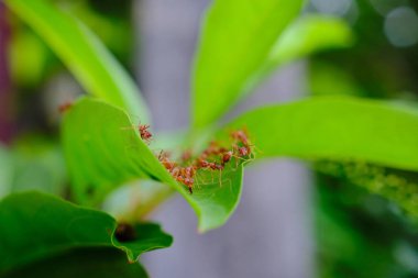 Bir grup karınca yeşil bir yaprak üzerinde birlikte çalışıyor.