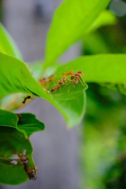 Bir grup karınca yeşil bir yaprak üzerinde birlikte çalışıyor.
