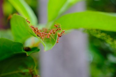 Bir grup karınca yeşil bir yaprak üzerinde birlikte çalışıyor.