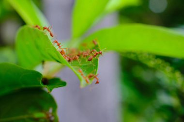 Bir grup karınca yeşil bir yaprak üzerinde birlikte çalışıyor.