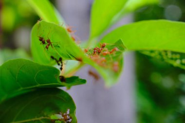 Bir grup karınca yeşil bir yaprak üzerinde birlikte çalışıyor.