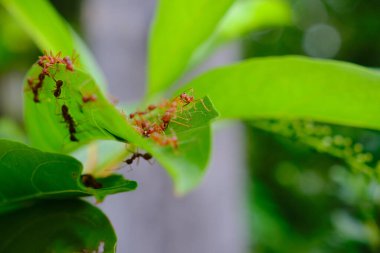 Bir grup karınca yeşil bir yaprak üzerinde birlikte çalışıyor.