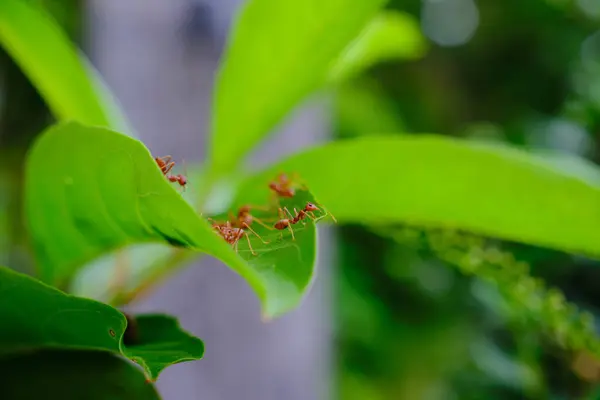 stock image A group of ants are working together on a green leaf