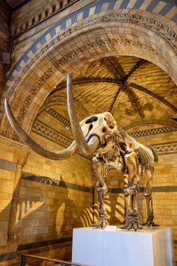 Londra 'daki Doğa Tarihi Müzesi' nde mamut iskeleti.. 