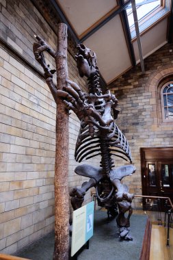 Londra 'daki Doğa Tarihi Müzesi' nde dinozor iskeleti. 10 Ekim 2023 Londra, İngiltere.