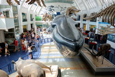 Mavi balina, 10 Ekim 2023 'te Londra, İngiltere' de memeli iskeletleriyle çevrili.