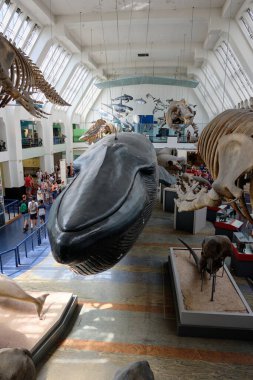 Mavi balina, 10 Ekim 2023 'te Londra, İngiltere' de memeli iskeletleriyle çevrili.