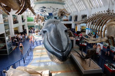 Mavi balina, 10 Ekim 2023 'te Londra, İngiltere' de memeli iskeletleriyle çevrili.