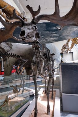 İrlanda Dev Geyiği 'nin iskeleti, Londra' daki Doğal Tarih Müzesi 'nde Megaloceros Giganteus. 10 Ekim 2023 Londra, İngiltere
