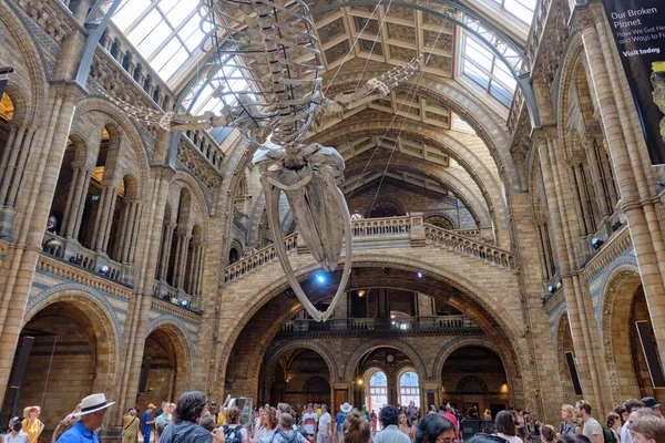 Mavi balina iskeleti Londra Doğal Tarih Müzesi 'nin ana salonunda, 10 Ekim 2023, Londra, İngiltere