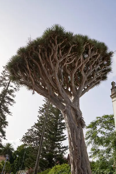 Kanarya ejderha ağacı İspanya 'nın Tenerife şehrinin simgesel bir ağacıdır.. 