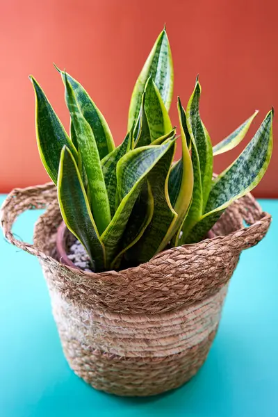 Renkli arka planda kırsal sepetteki yeşil yılan bitkisi zarif bir estetik oluşturuyor. Anahtar sözcükler botanik, modern