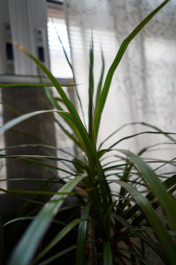 Kapalı alan bitkisi, Dracaena marginata, pencerenin yanında canlı yeşil yapraklar ve yumuşak, nötr bir arka plan ile gösterilir..