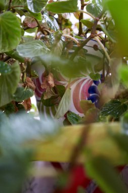 Saksı bitkisi kendi yapraklarını karıştırarak dekoratif bir vazoyu ortaya çıkarır. Yeşillik yumuşak ve organik bir atmosfer ekler..