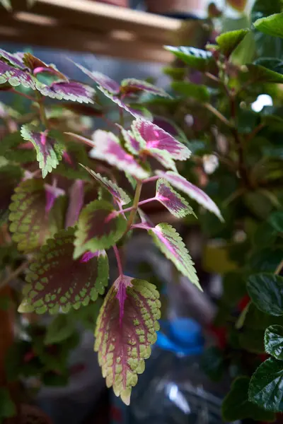 Karmaşık desenli canlı yeşil ve mor yapraklardan oluşan bir coleus bitkisinin yakın çekim görüntüsü güzel bir görüntü oluşturur..