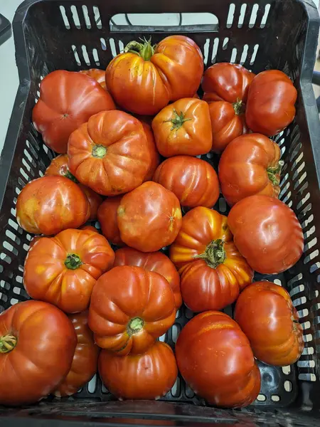Bir sandık dolusu olgun, aile yadigarı domates, çeşitli şekil ve renklerde sergileniyor..