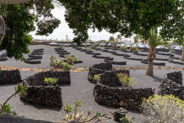 Lanzarote 'deki Cesar Manrique Vakfı' nın eşsiz bahçesinin manzarası. Karanlık volkanik toprak taş duvarlarla çevrili..