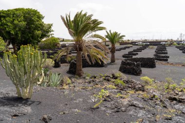 Lanzarote 'deki Cesar Manrique Vakfı' nın manzarası. Volkanik bir manzarada kaktüs ve palmiye ağaçları yer alıyor..